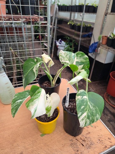 Monstera delciosa albo ltr - albo, 1-2