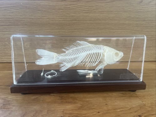 Fish skeleton display - skeleton,
