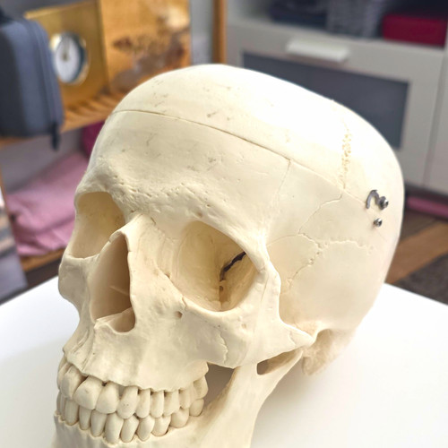 Human skull anatomical - human, model