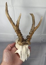 Roe Deer Taxidermy Antlers - Approx 10”