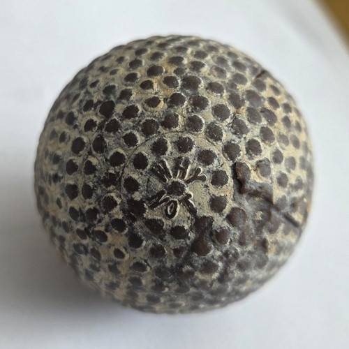 Natural echinoid sea urchin - echinoid/sea,