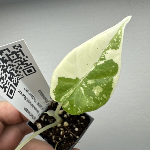 Alocasia maharani variegata - maharani,