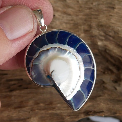 Medium size blue nautilus - medium,