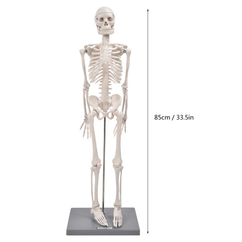 85cm human skeleton - model, with