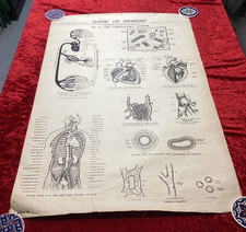 Vintage Medical Anatomical linen chart   Anatomy of the circulatory system