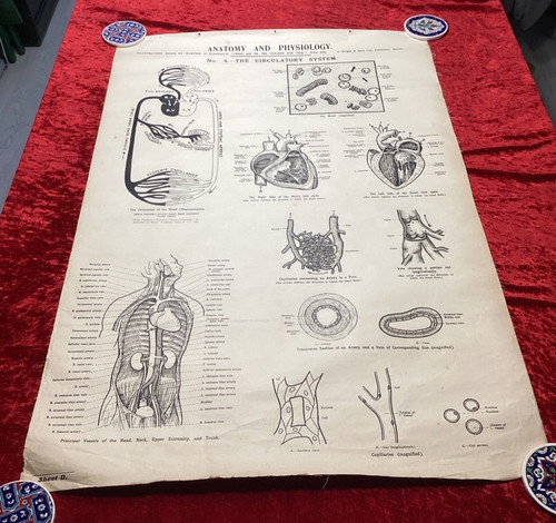 Vintage medical anatomical - vintage,