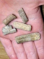 5 Crinoid Fossils Dinosaur Age