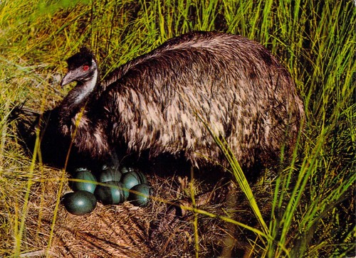 Vtg postcard emu with eggs - with,