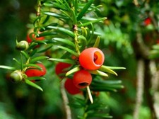 Yew Taxus Baccata Evergreen