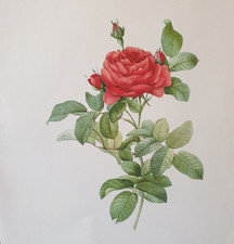 Pierre Joseph Redoute A Colour