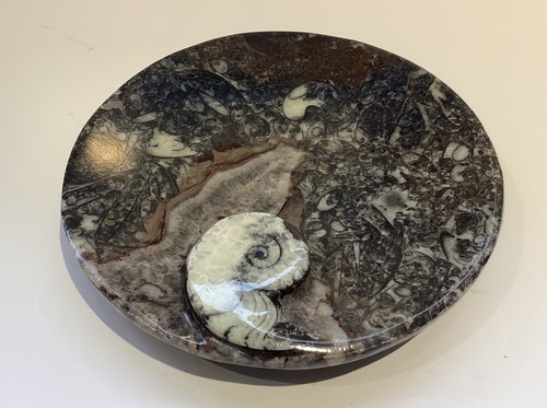 Hand carved devonian ammonite - hand,
