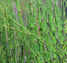 Dwarf Horsetail For Small Ponds or Water Feature Plant Aquatic Pond Marginal