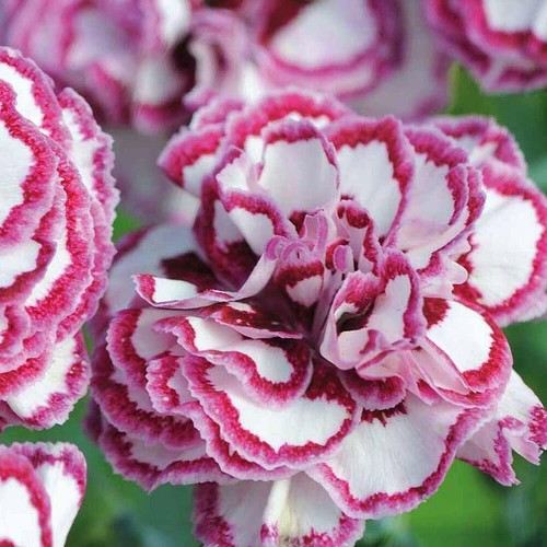 Dianthus plugs flower - plugs,