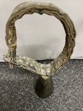 Very old bell for sheep goats. Leather collar. Very strong sound.