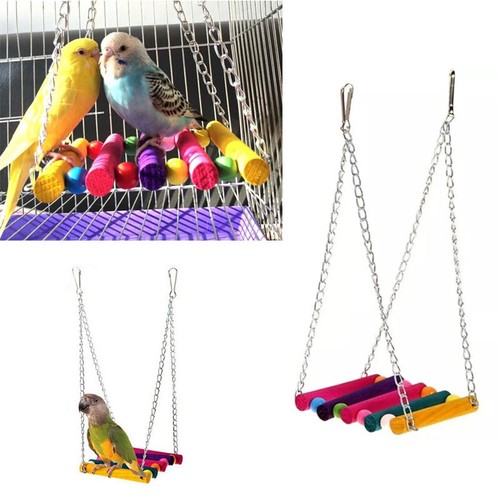 Pet bird parrot parakeet - pet,