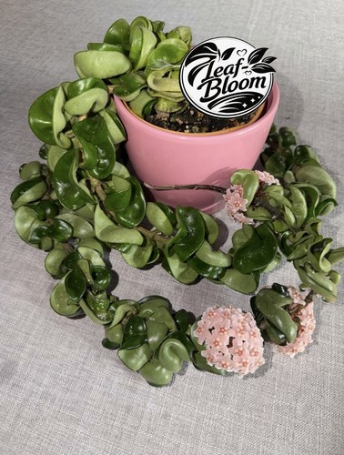 Hoya carnosa compacta plant - carnosa,