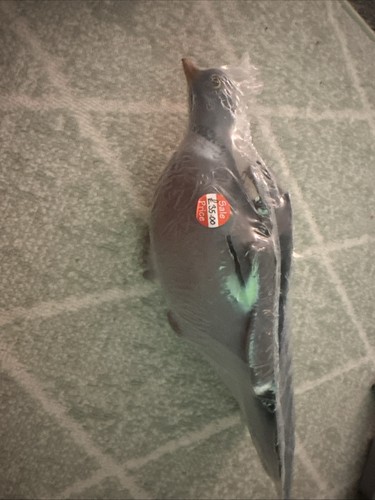 Flapping flying pigeon - flapping,