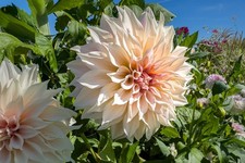 Dahlia Cafe au Lait Tubers