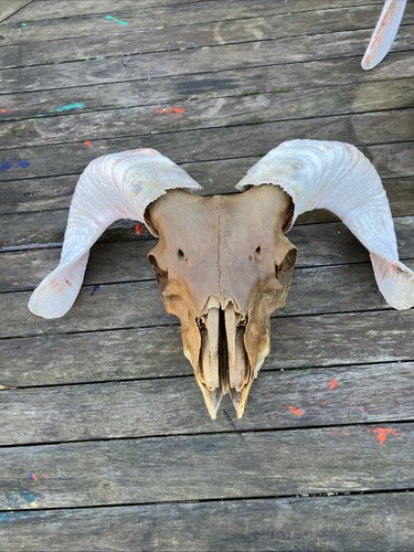 Rams head sheep skull - sheep, with
