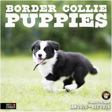 RED EMBER Border Collie