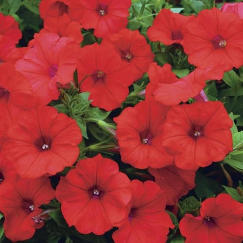 Surfinia trailing petunias - surfinia,