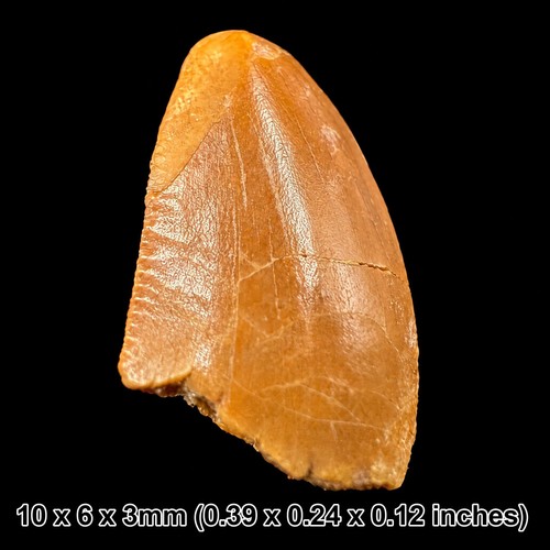 Genuine raptor dinosaur tooth