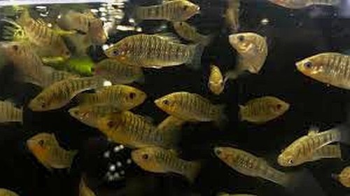Breeding pair humpback limia - breeding,