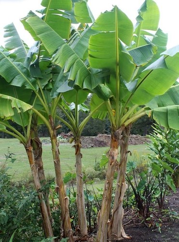 Darjeeling banana musa - banana,