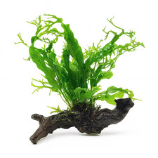 Microsorum Pteropus ‘Windelov’ (Java Fern) on Natural Driftwood – Ready to Place