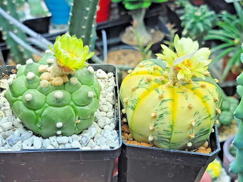 Astrophytum asterias kikko - astrophytum, x