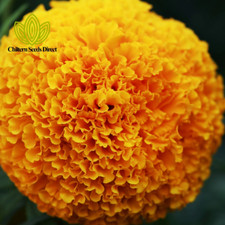 Flower - African Marigold