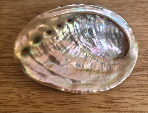 Large abalone shell - large,