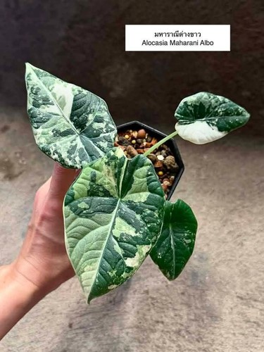 Alocasia maharani albo