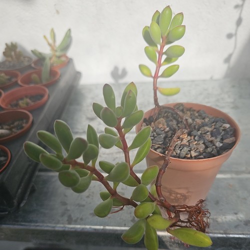 Crassula rogersii indoor - crassula,