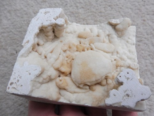 Fossil crab potamon - fossil,