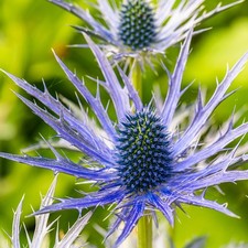 Pack of 10 Eryngium Planum Sea