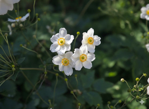 White japanese anemone - japanese,