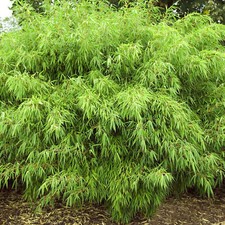 Fargesia Rufa Hardy Non-Invasive Red Panda Bamboo Garden Plant for Screening