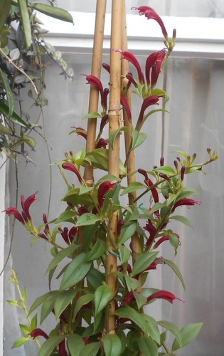 Young aeschynanthus big - young,