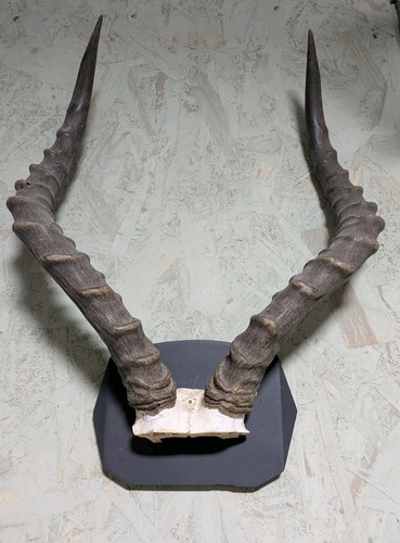 Impala horns wood - horns, on