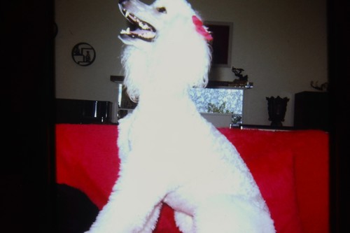 1960s white standard poodle - white,