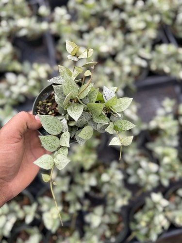 Hoya krohniana super silver - krohniana,