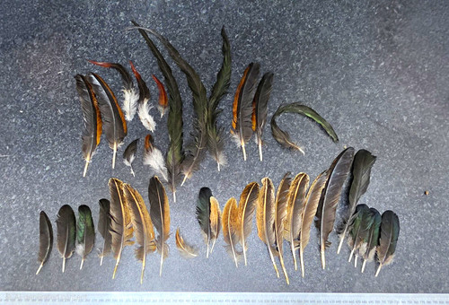 Mixed shamo chicken feathers - shamo,