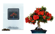 30 Firethorn Tree Bonsai Seeds