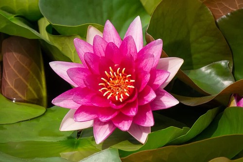 Nymphaea escarboucle premium - "escarboucle",