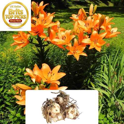 Asiatic orange lily bulbs - asiatic,