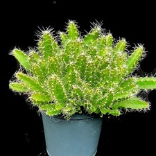 Hylocereus Undatus 'Dragon fruit' established plant in 5 cm pot