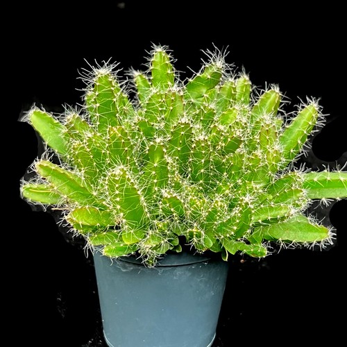 Hylocereus undatus dragon - hylocereus, 'dragon