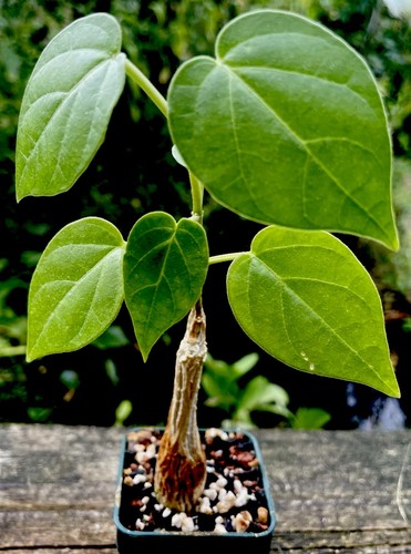 Matelea cyclophylla gonolobus - matelea, (gonolobus