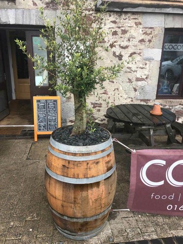Oak wine barrel - oak,